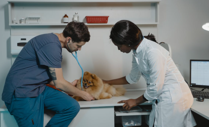 Veterinarian Marketing Strategy